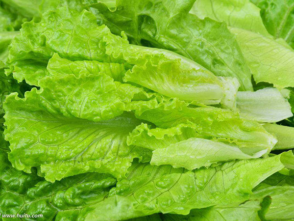 新鮮蔬菜和不新鮮蔬菜在營養(yǎng)上有什么差別