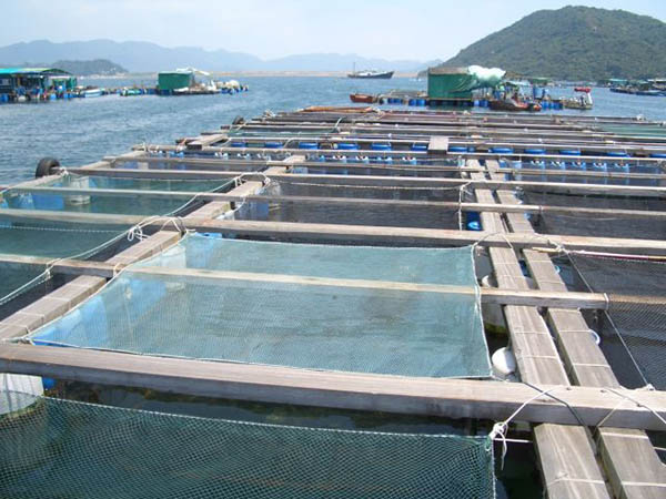 養(yǎng)魚(yú)場(chǎng)